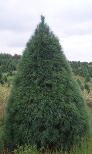 treee
