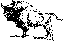 Bison drawn by Bj�rn Kurt�n