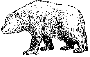 Cave Bear drawn by Bj�rn Kurt�n