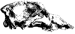 Cave Bear skull