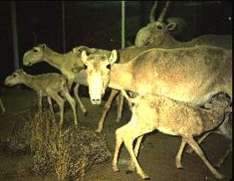 Saiga Antelope