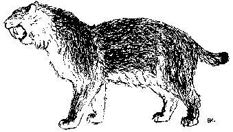 drawn by Bj�rn Kurt�n