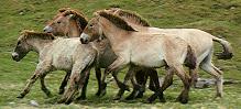 herd similar to those in Ayla's valley