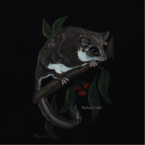 Pygmy Possum