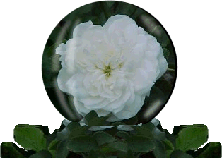 white rose globe