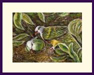 Wompoo Fruit Dove