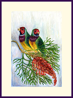 Gouldian Finches