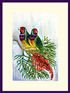 Gouldian Finches