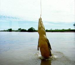 Baiting a crocodile in the Adelaide River