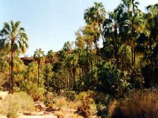 Palm Valley