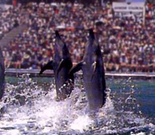 Dolphins performing at Seaworld theme park