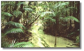 Rainforested creek on Fraser Island