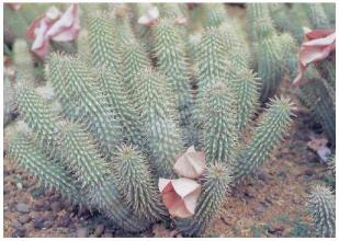 Weight loss. Hoodia - natural plant that helps fight fat.