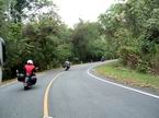 EVERGREEN FOREST - WINDING ROADS