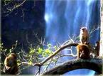 MONKEYS ON KHAO YAI