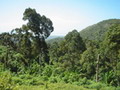 rainforest
