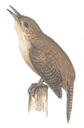 Corruíra