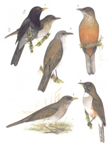 Sabiá-una (1) - Sabiá-laranjeira (2) - Sabiá-branco (3) - Sabiá-poca (4) - Sabiá-coleira (5)