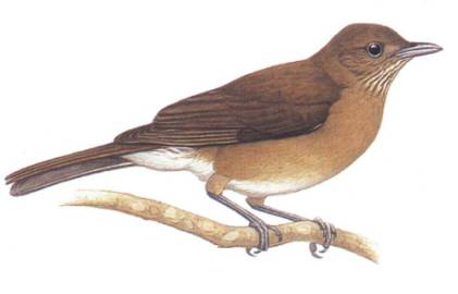 Sabiá-pardão-da-bahia