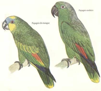 Papagaio do Mangue e Papagaio moleiro