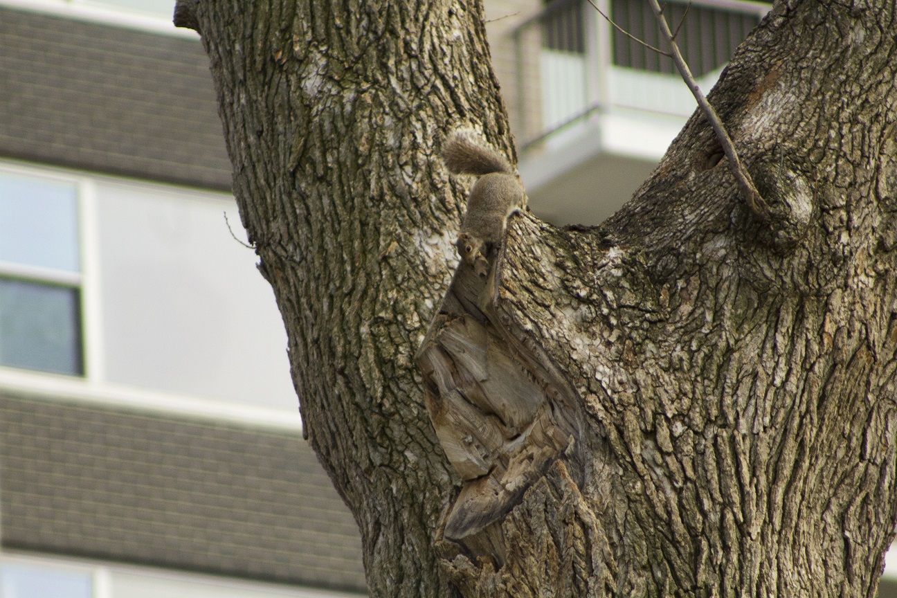 squirrel