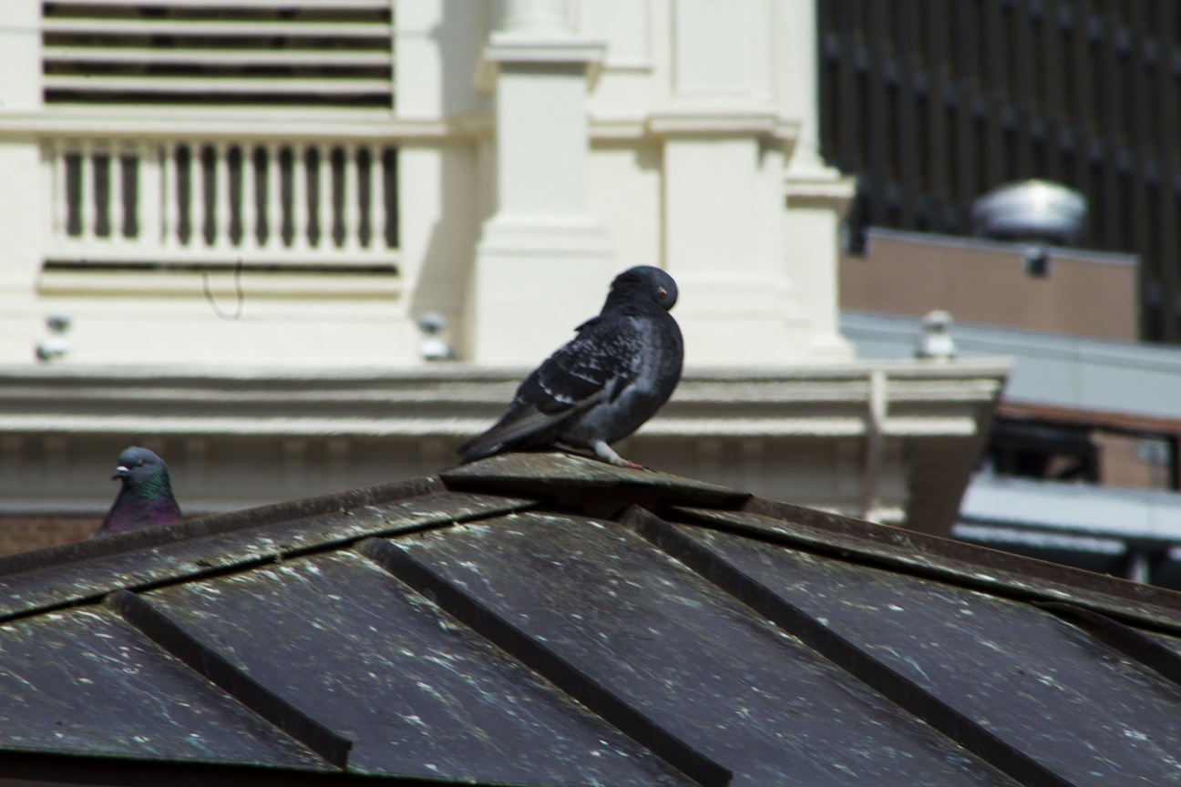 pigeonshy
