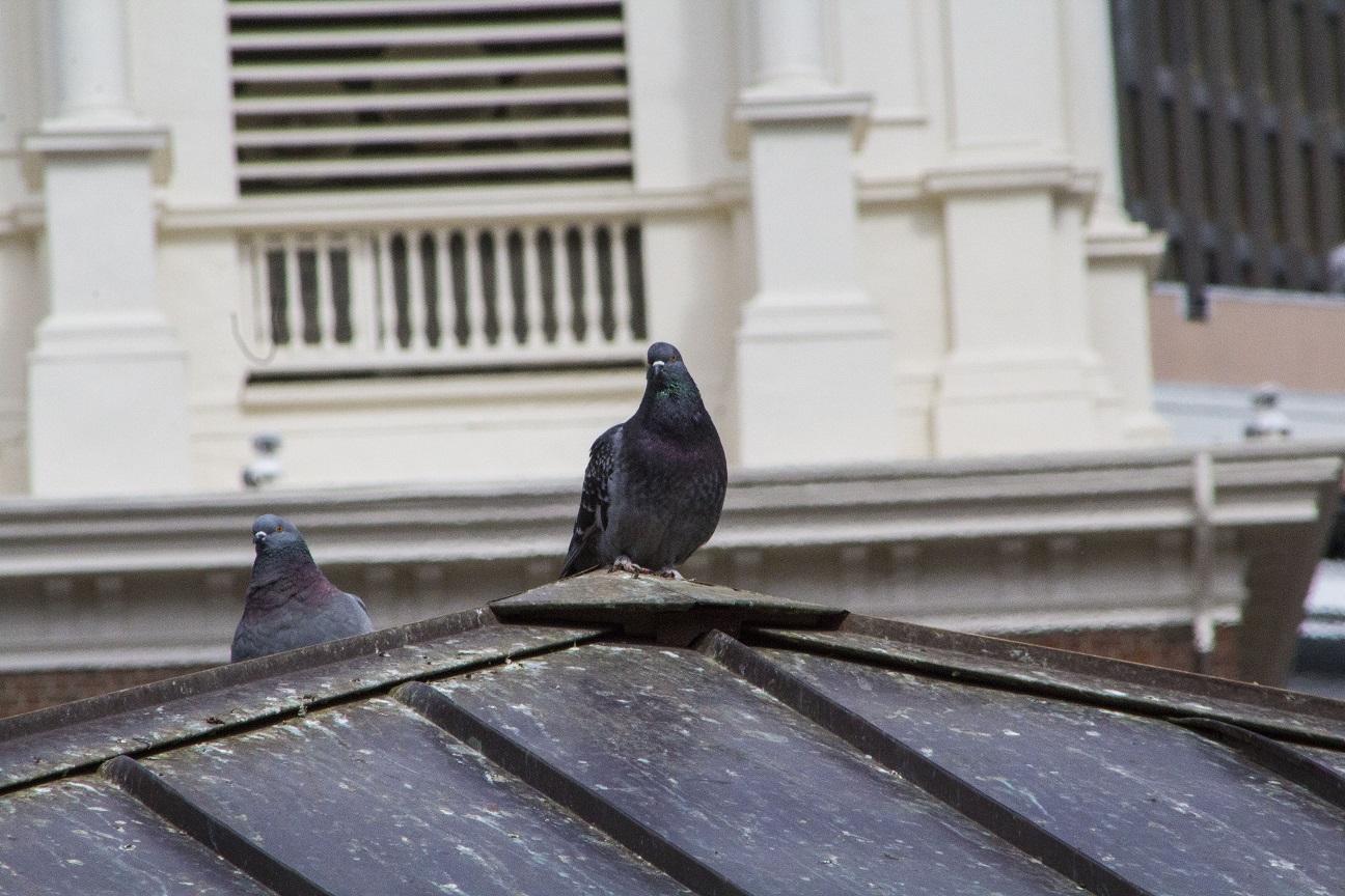 pigeonproud