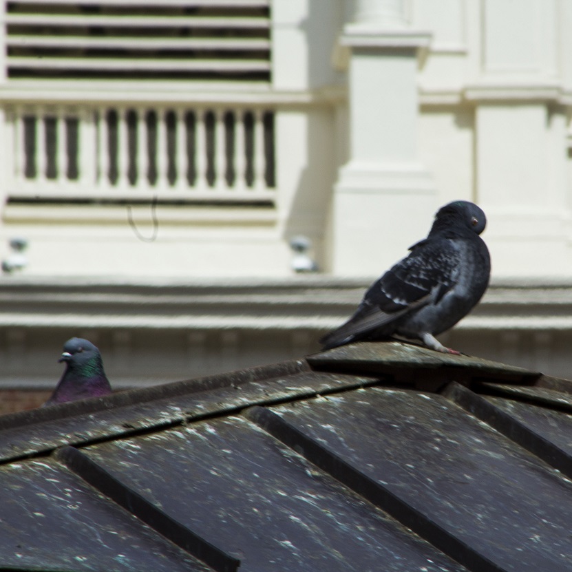 pigeon