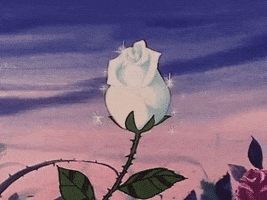 a rose blooming
