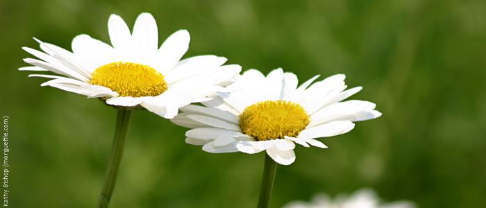 Daisies