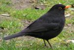 Blackbird