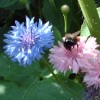 Cornflower