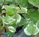 Canary Island Ivy