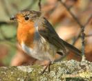 Robin