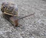 Snail
