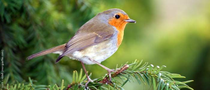 Robin