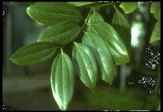 Cinnamomum - por Ayla