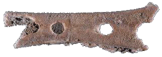 Flauta Neandertalense