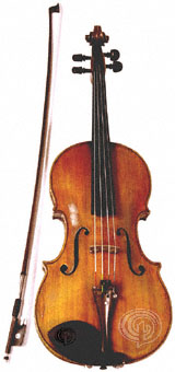 Viola