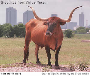 longhorn