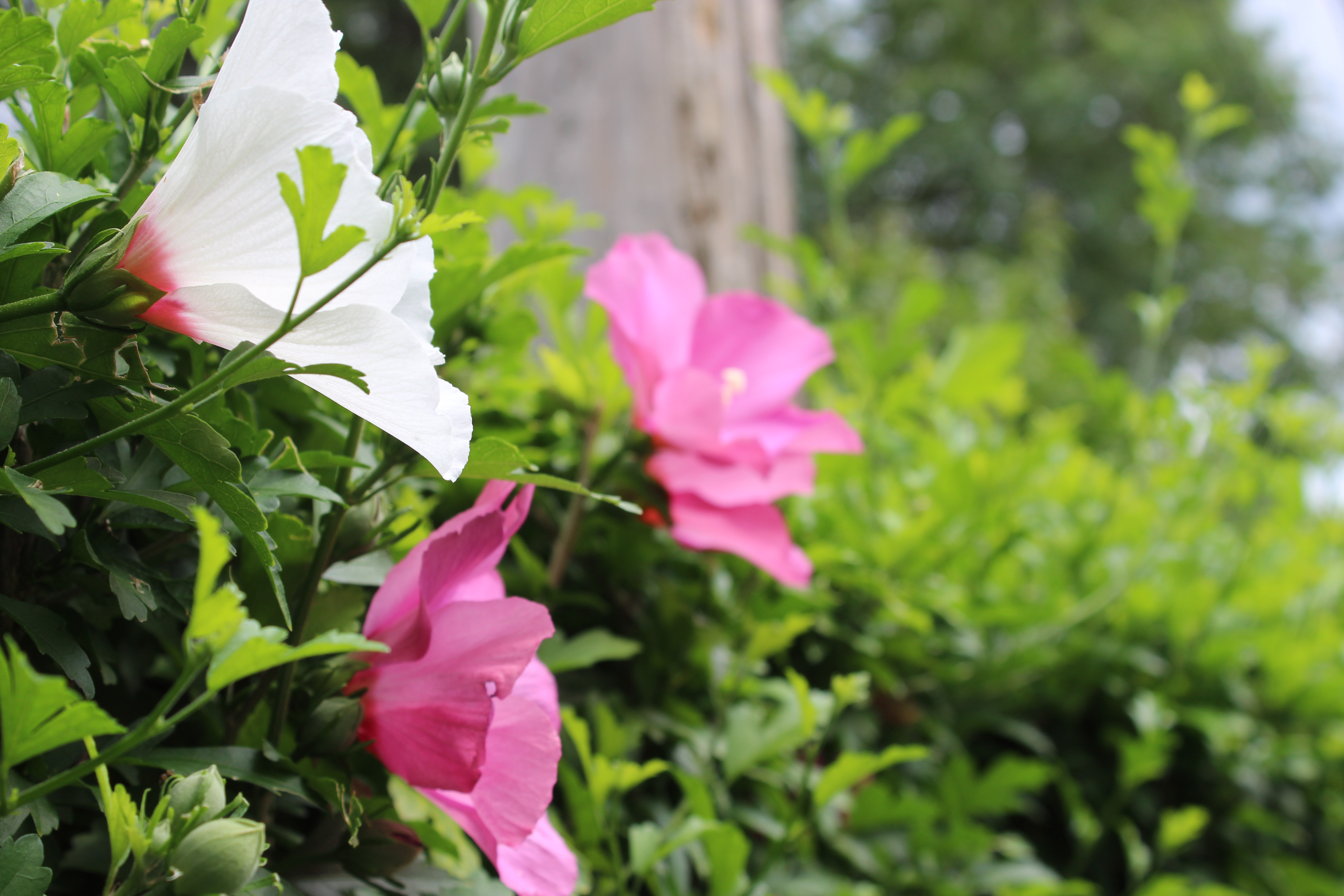 Summer Flowers