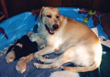 Mom and babies