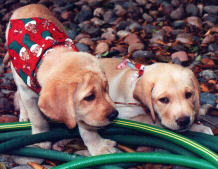 Lucky and Dude