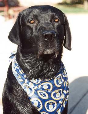 another handsome Ike photo