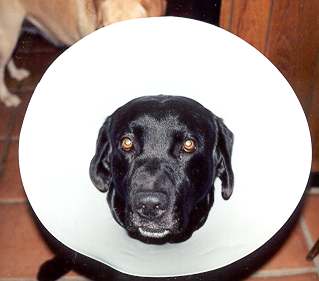 Ike with elizabethan collar
