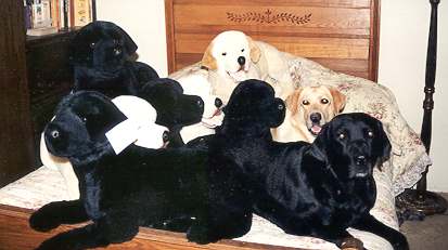 Which are the real dogs?