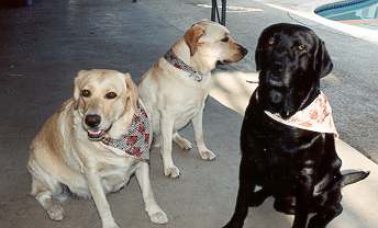 Babs, Chamois and Ike