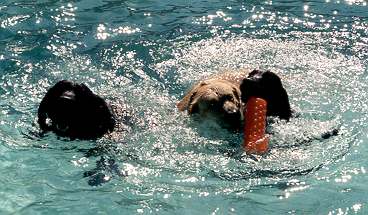 Ike, Babs and Nooner swim
