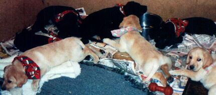 Puppies Everywhere!