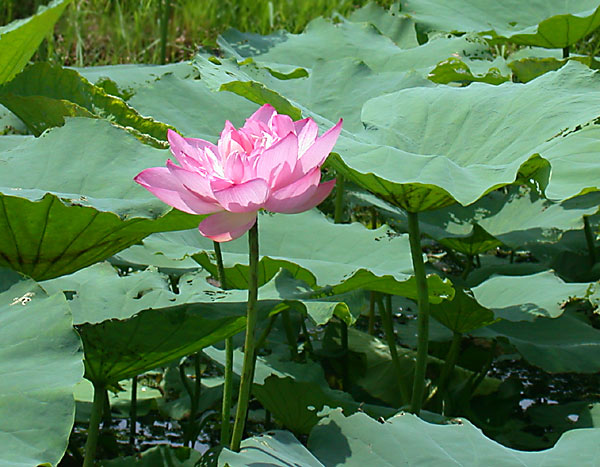 http://alpha.luc.ac.be/~jlindsey/commanster/flowers.html